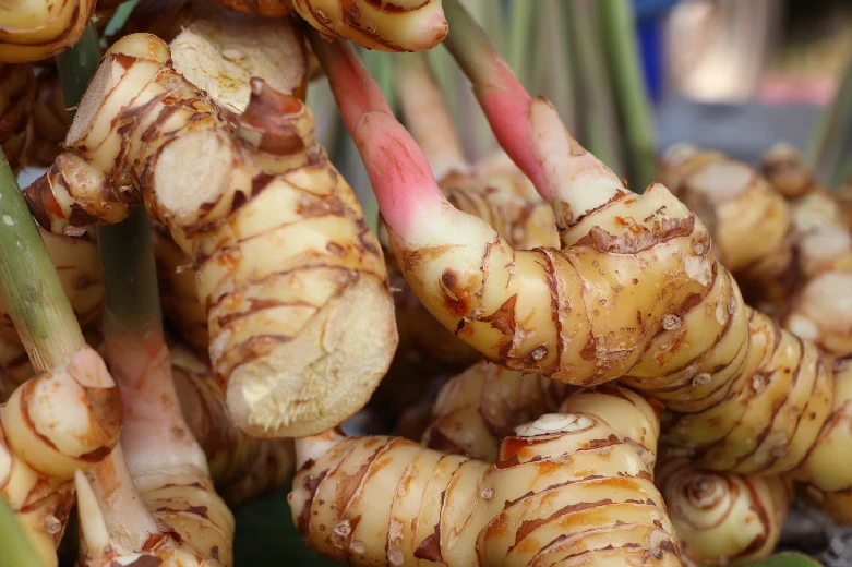 Galangal